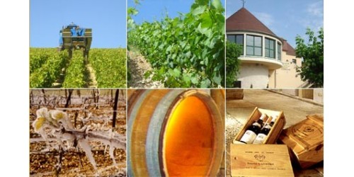 Domaine Alain Geoffroy