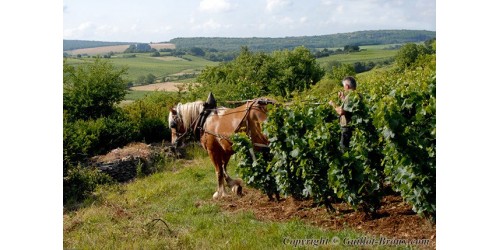 Domaine Guillot-Broux